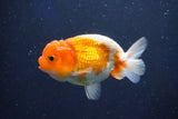 Juvenile Lionchu  Red White 3.5 Inch (ID#1022R11b-37) Free2Day SHIPPING