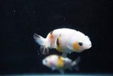 2Pack Ranchu 1.5-2 Inch (ID#1206ToPTD-12) Free2Day SHIPPING