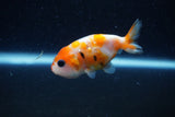 2Pack Ranchu   2 Inch (ID#221RPTD-2) Free2Day SHIPPING