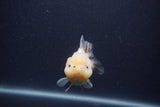 Yuan Bao Oranda  Sakura 3.5 Inch (ID#0107Yb10b-79) Free2Day SHIPPING