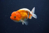 Juvenile Lionchu  Red White 3.5 Inch (ID#1022R11b-37) Free2Day SHIPPING