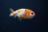 2Pack Ranchu   2 Inch (ID#221RPTD-2) Free2Day SHIPPING
