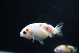 2Pack Ranchu 1.5-2 Inch (ID#1206ToPTD-12) Free2Day SHIPPING