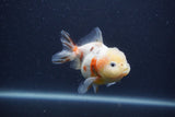 Yuan Bao Oranda  Sakura 3.5 Inch (ID#0107Yb10b-79) Free2Day SHIPPING