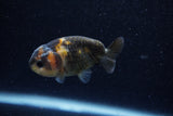 2Pack Ranchu   2 Inch (ID#221RPTD-2) Free2Day SHIPPING
