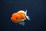 Juvenile Lionchu  Red White 3.5 Inch (ID#1022R11b-37) Free2Day SHIPPING