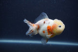 Yuan Bao Oranda  Sakura 3.5 Inch (ID#0107Yb10b-79) Free2Day SHIPPING