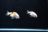 2Pack Ranchu 1.5-2 Inch (ID#1206ToPTD-13) Free2Day SHIPPING