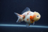 Yuan Bao Oranda  Sakura 3.5 Inch (ID#0107Yb10b-79) Free2Day SHIPPING