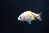 2Pack Ranchu 1.5-2 Inch (ID#1206ToPTD-13) Free2Day SHIPPING