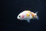 2Pack Ranchu 1.5-2 Inch (ID#1206ToPTD-13) Free2Day SHIPPING