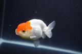 Tancho Lionchu  Red White 3.5 Inch (ID#1108R2c-74) Free2Day SHIPPING