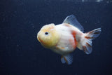 Yuan Bao Oranda  Sakura 3.5 Inch (ID#0107Yb10b-79) Free2Day SHIPPING