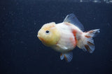 Yuan Bao Oranda  Sakura 3.5 Inch (ID#0107Yb10b-79) Free2Day SHIPPING