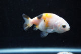 2Pack Ranchu 1.5-2 Inch (ID#1206ToPTD-13) Free2Day SHIPPING