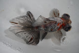 Butterfly  Kirin 4.5 Inch (ID#910B8b-73) Free2Day SHIPPING