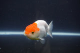 Tancho Lionchu  Red White 3.5 Inch (ID#1108R2c-74) Free2Day SHIPPING