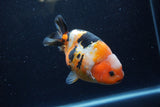 Milk Cow Ranchu  Calico 4.5 Inch (ID#1224R10c-80) Free2Day SHIPPING