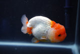 Juvenile Lionchu  Red White 3 Inch (ID#1022R11b-38) Free2Day SHIPPING