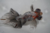 Butterfly  Kirin 4.5 Inch (ID#910B8b-73) Free2Day SHIPPING