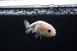 2Pack Ranchu 1.5-2 Inch (ID#1206ToPTD-13) Free2Day SHIPPING