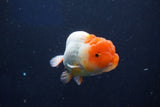 Juvenile Lionchu  Red White 3 Inch (ID#1022R11b-38) Free2Day SHIPPING