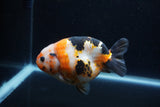 Milk Cow Ranchu  Calico 4.5 Inch (ID#1224R10c-80) Free2Day SHIPPING