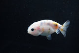 2Pack Ranchu 1.5-2 Inch (ID#1206ToPTD-13) Free2Day SHIPPING