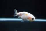 2Pack Ranchu 1.5-2 Inch (ID#1206ToPTD-13) Free2Day SHIPPING