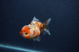 Yuan Bao Oranda  Calico 3.5 Inch (ID#0107Yb10b-80) Free2Day SHIPPING