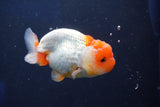 Juvenile Lionchu  Red White 3 Inch (ID#1022R11b-38) Free2Day SHIPPING