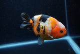 Milk Cow Ranchu  Calico 4.5 Inch (ID#1224R10c-80) Free2Day SHIPPING