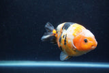 Milk Cow Ranchu  Calico 4.5 Inch (ID#1224R10c-80) Free2Day SHIPPING