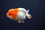 Juvenile Lionchu  Red White 3 Inch (ID#1022R11b-38) Free2Day SHIPPING