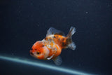 Yuan Bao Oranda  Calico 3.5 Inch (ID#0107Yb10b-80) Free2Day SHIPPING