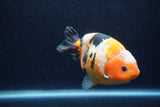 Milk Cow Ranchu  Calico 4.5 Inch (ID#1224R10c-80) Free2Day SHIPPING