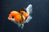Thai Oranda  Tricolor 5.5 Inch (ID#415T2c-97) Free2Day SHIPPING