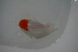 Tancho Lionchu  Red White 3.5 Inch (ID#1108R2c-74) Free2Day SHIPPING