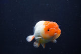 Juvenile Lionchu  Red White 3 Inch (ID#1022R11b-38) Free2Day SHIPPING