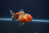 Yuan Bao Oranda  Calico 3.5 Inch (ID#0107Yb10b-80) Free2Day SHIPPING