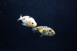 2Pack Ranchu  1.5-2 Inch (ID#1210ToPTD-8) Free2Day SHIPPING