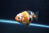 Milk Cow Ranchu  Calico 4.5 Inch (ID#1224R10c-80) Free2Day SHIPPING