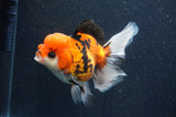 Thai Oranda  Tricolor 5.5 Inch (ID#415T2c-97) Free2Day SHIPPING