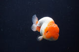 Juvenile Lionchu  Red White 3 Inch (ID#1022R11b-38) Free2Day SHIPPING