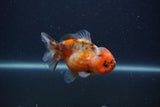 Yuan Bao Oranda  Calico 3.5 Inch (ID#0107Yb10b-80) Free2Day SHIPPING