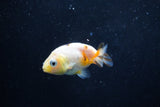 2Pack Ranchu  1.5-2 Inch (ID#1210ToPTD-8) Free2Day SHIPPING