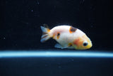 2Pack Ranchu  1.5-2 Inch (ID#1210ToPTD-8) Free2Day SHIPPING