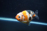 Milk Cow Ranchu  Calico 4.5 Inch (ID#1224R10c-80) Free2Day SHIPPING