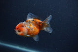 Yuan Bao Oranda  Calico 3.5 Inch (ID#0107Yb10b-80) Free2Day SHIPPING