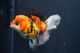 Thai Oranda  Tricolor 5.5 Inch (ID#415T2c-97) Free2Day SHIPPING